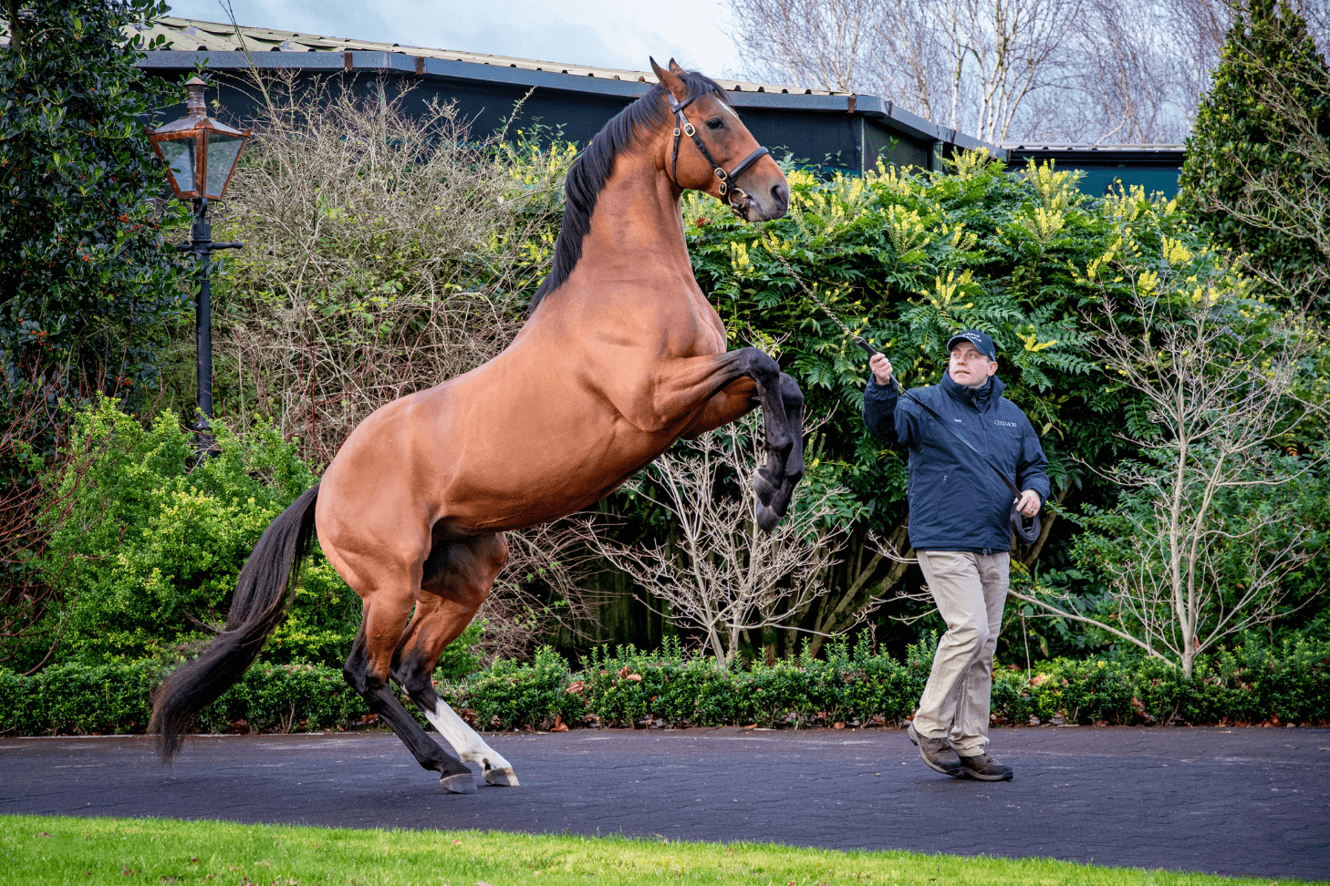 Stallions In Ireland