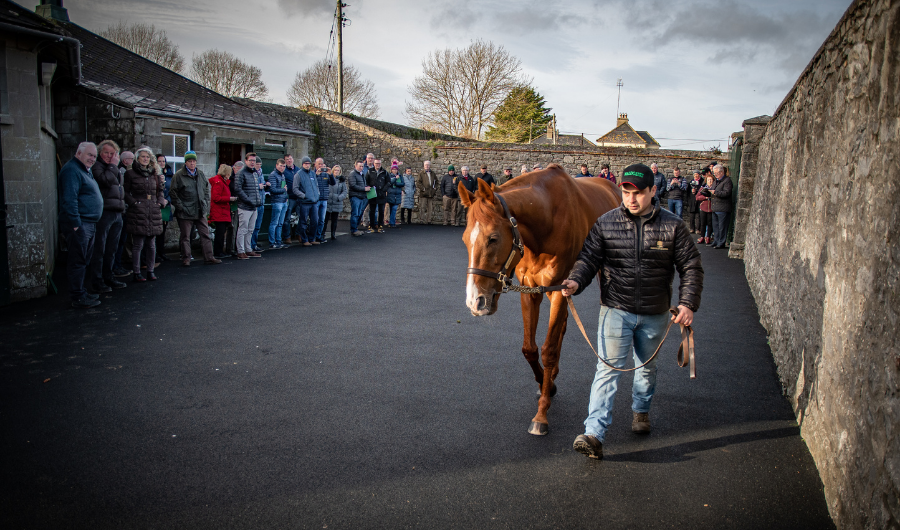 ITM Irish Stallion Trail