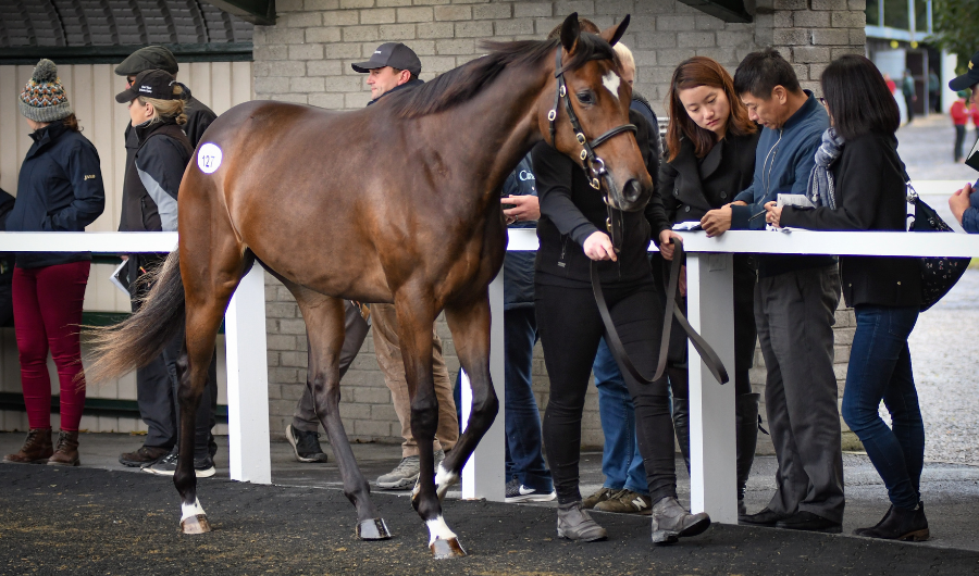 Yearling Sales