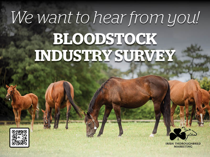 ITM launch Irish bloodstock industry survey