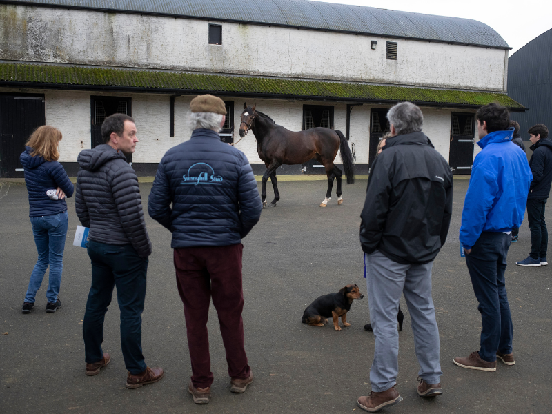 ITM Irish Stallion Trail limited to breeding industry