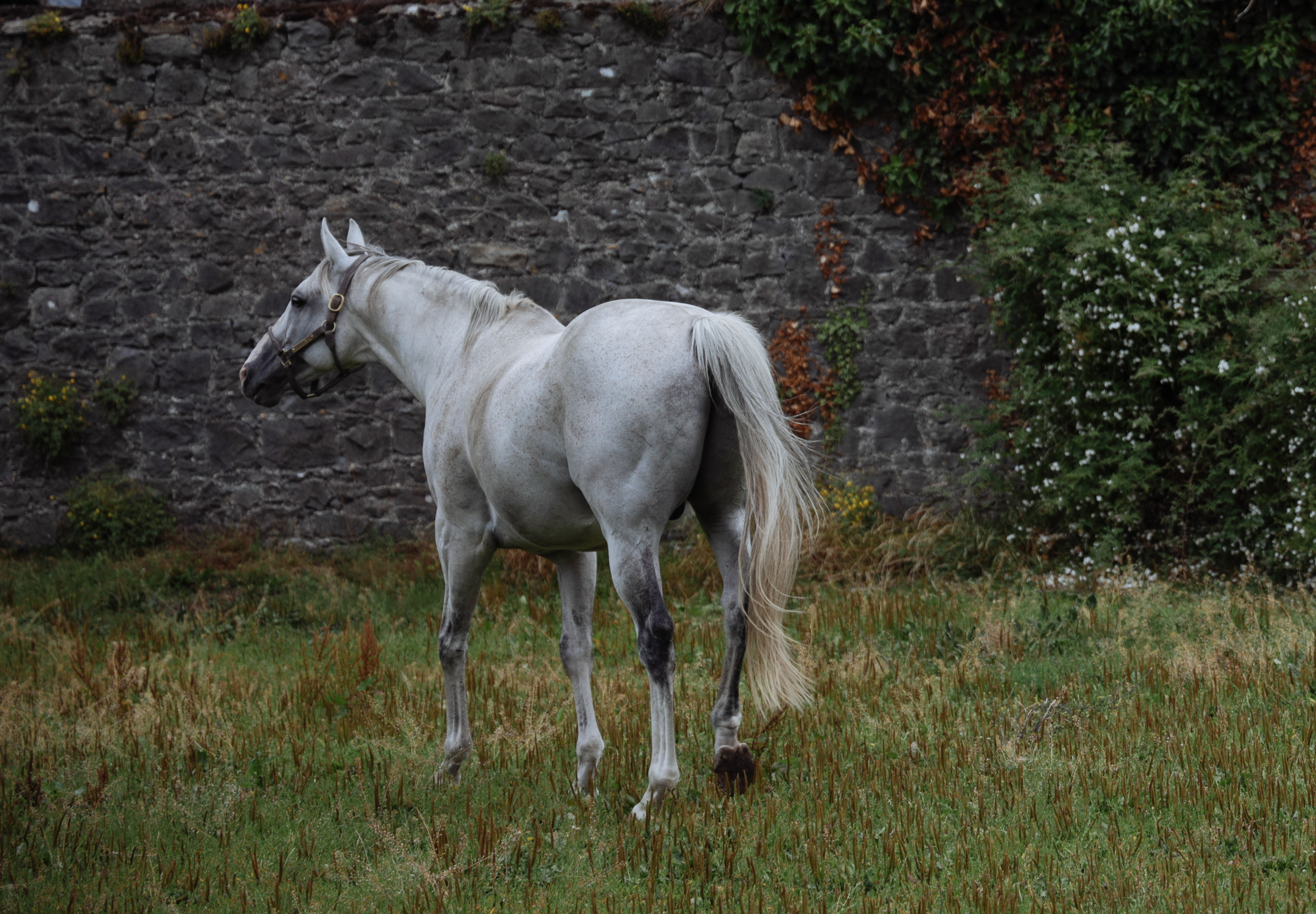 Stallions In Ireland